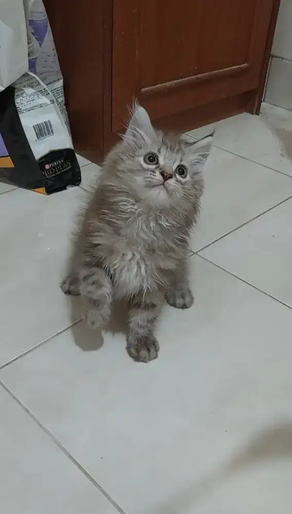 Kucing himalaya mix mainecoon jantan cinnamon marble