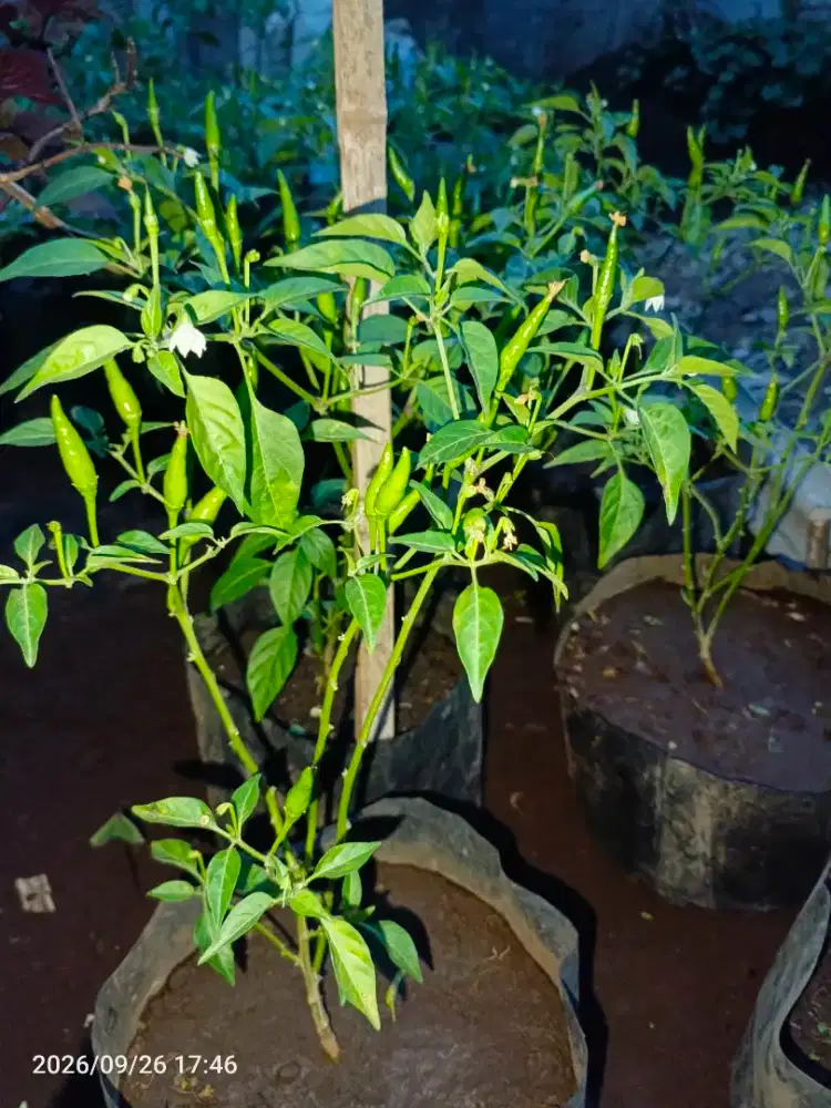 Pohon cabai rawit hijau