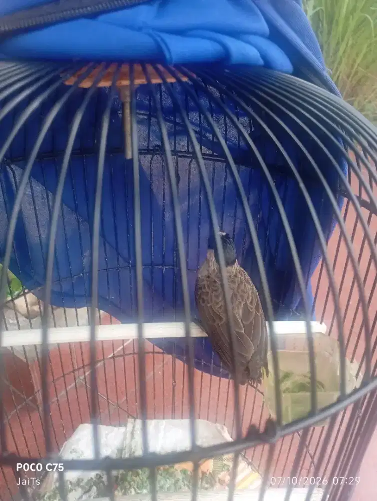 Burung kutilang jantan
