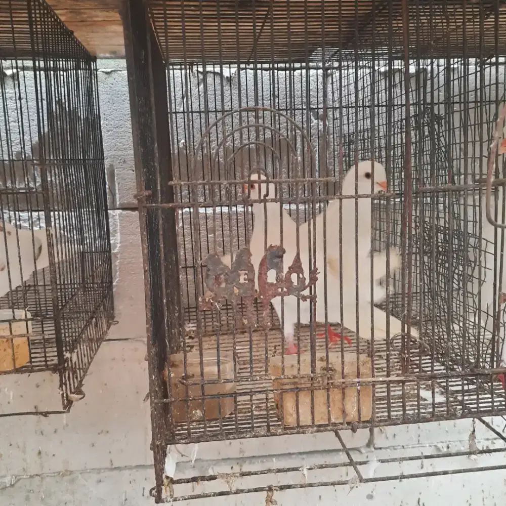 Merpati nuansa putih dan cantik, unik