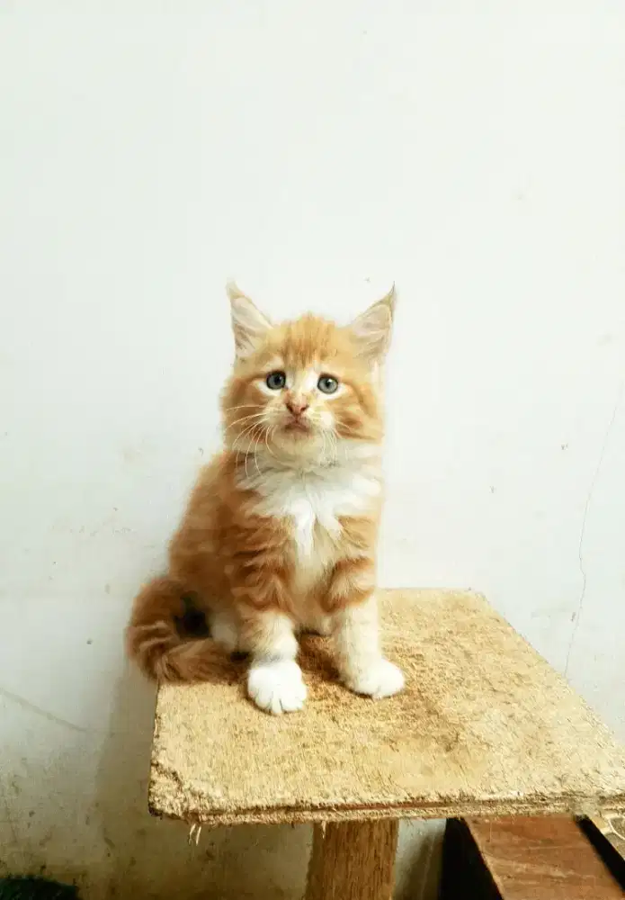 Kitten MaineCoon Betina Pure No mix. Induk ped Cfa Show Quality.