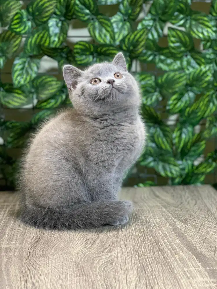 Kucing Kitten BSH Blue gemoy