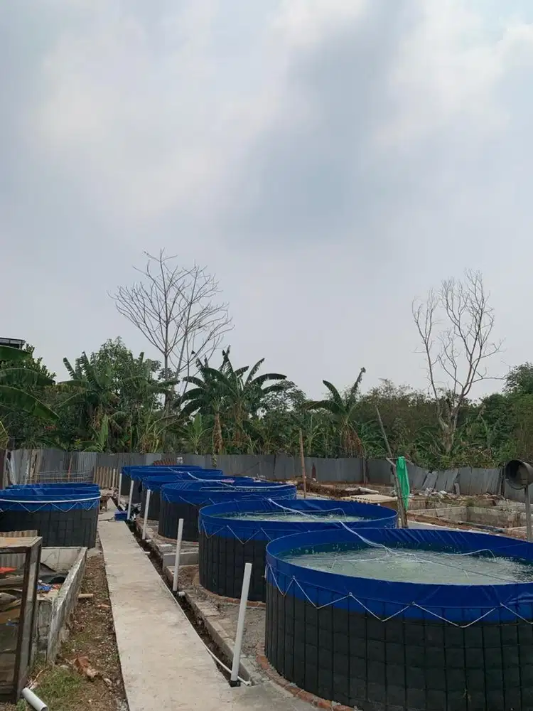 DICARI MITRA KERJASAMA BUDIDAYA IKAN AIR TAWAR BERSEKALA BESAR