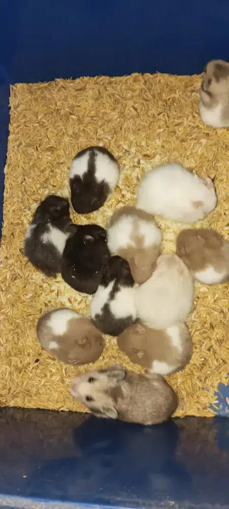 hamster jenis syrian