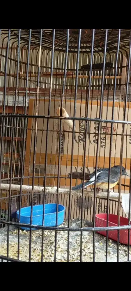 Murai Batu betina dewasa
