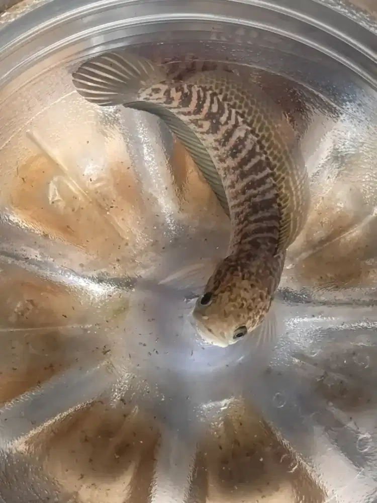 Chana asiatica kalimaya