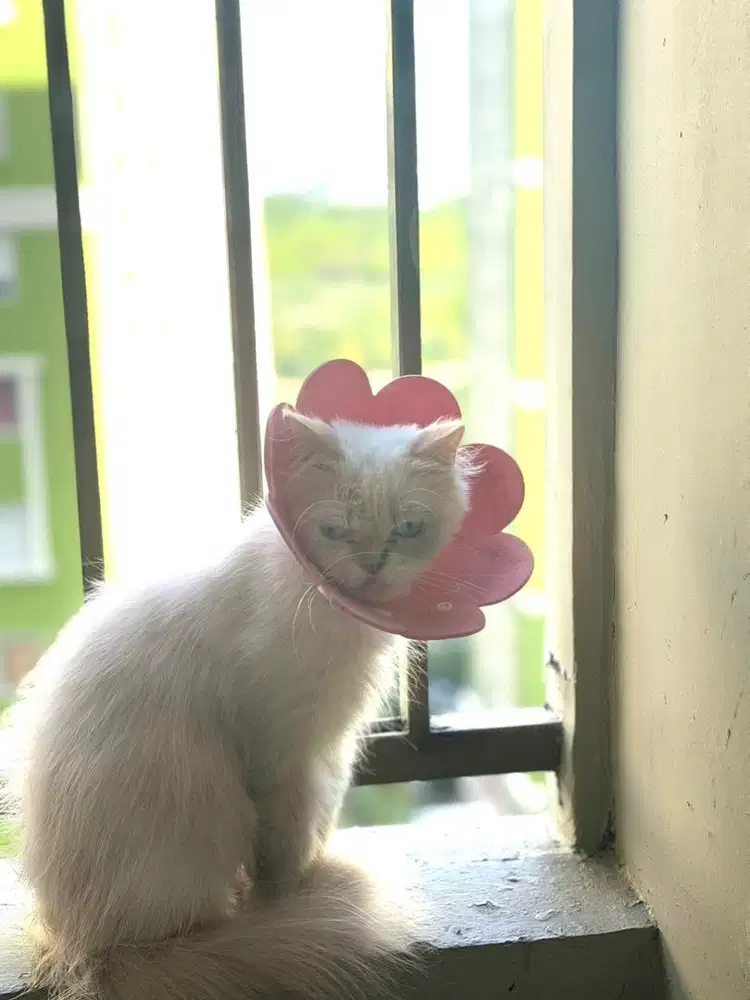 Adopsi kucing gratis