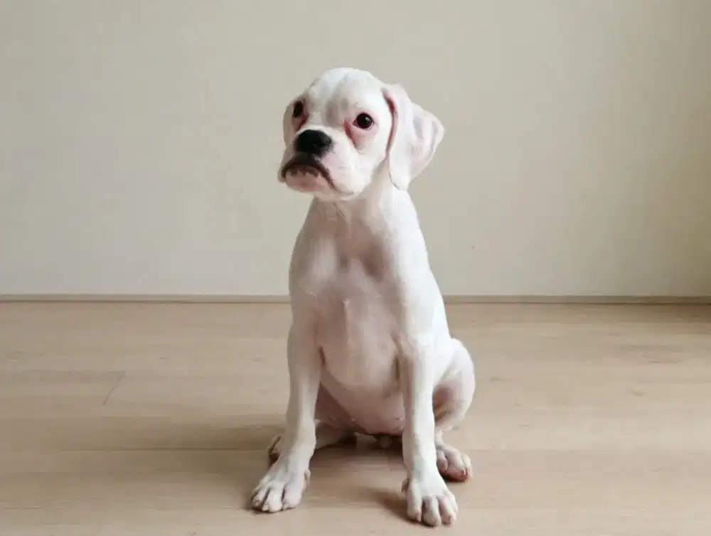 Boxer betina..vaksin only