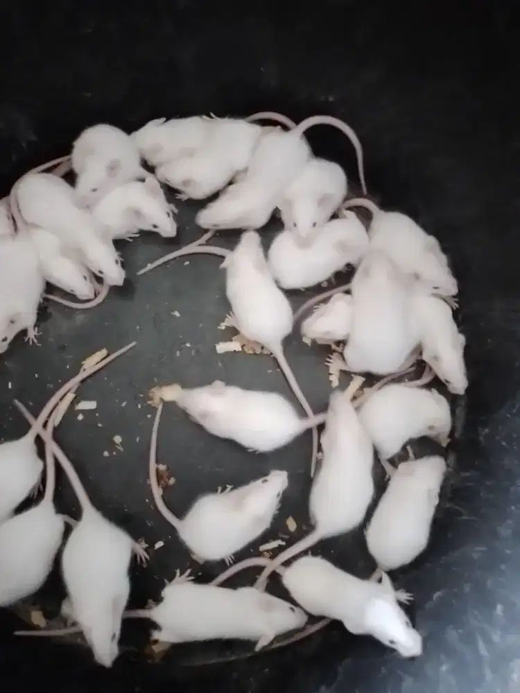 Tikus putih mencitt