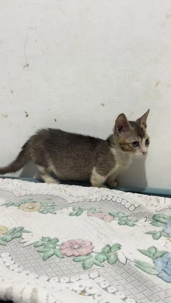Kucing munchkin cebol jantan murah