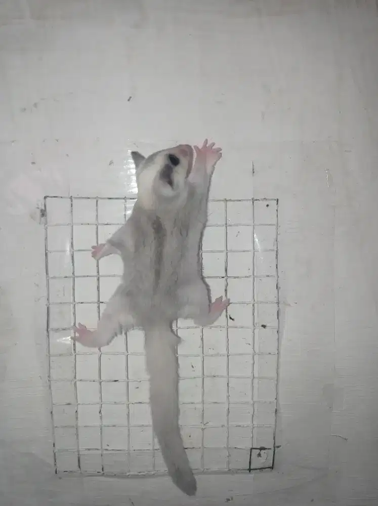 Sugar glider platmos betina