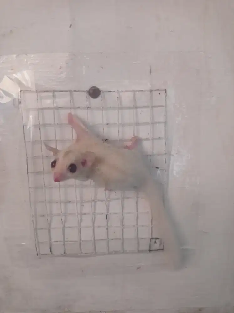 Sugar glider cremino betina