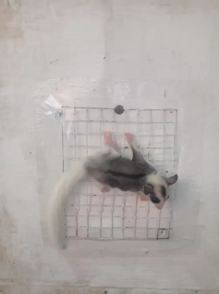 Sugar glider mozaik betina