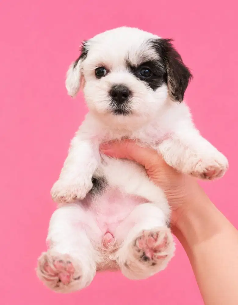 Anak anjing maltipo Motif Langka