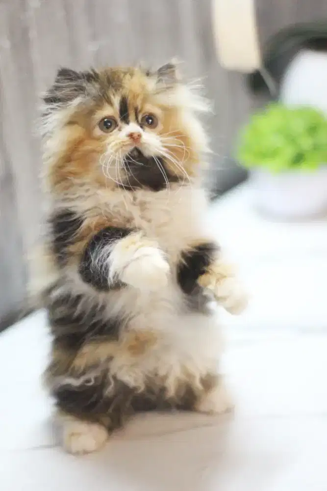 Kitten Persia longhair