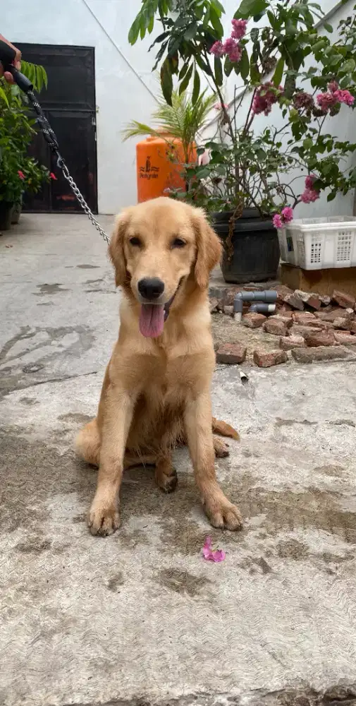 golden 5 bulan ganti uang dogfood aja