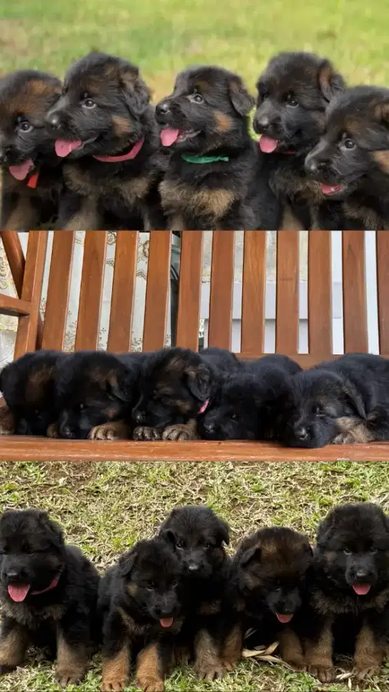Pengurus Anjing