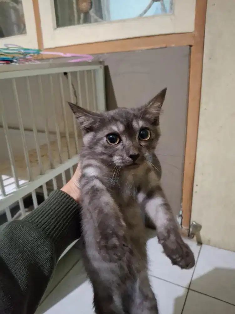 Open Adopt Kucing Abu/Abu Gelap/Putih Abu Indukan Ragdoll Himalaya
