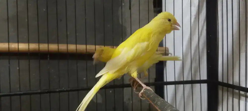kenari betina f1 rasmi siapan