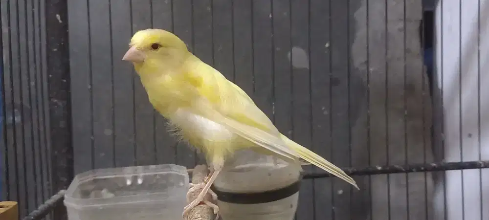 kenari betina f1 berner siapan