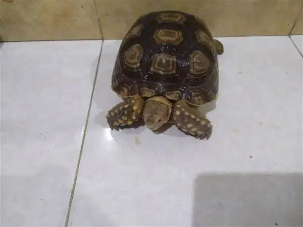 Kura Sulcata - A