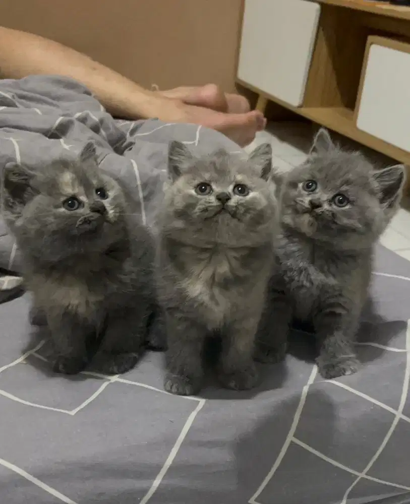 Kucing Kitten BSH British Shorthair