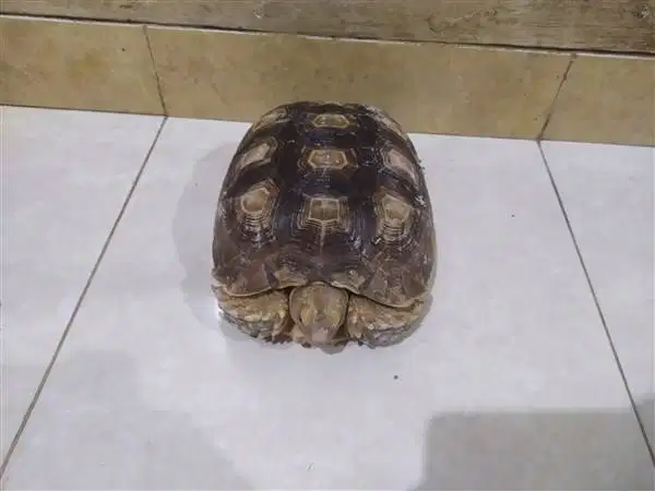Kura Sulcata - B