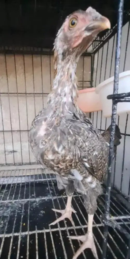Ayam ketawa betina trah Durasi Sambung