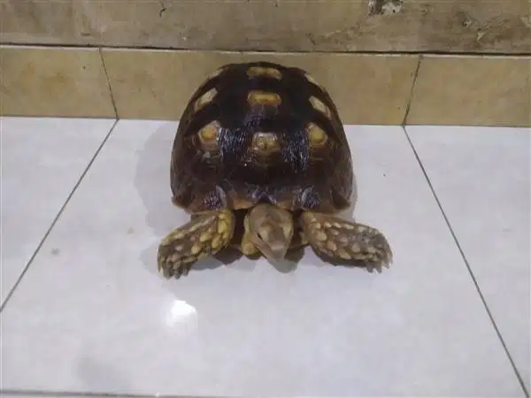 Kura Sulcata - C