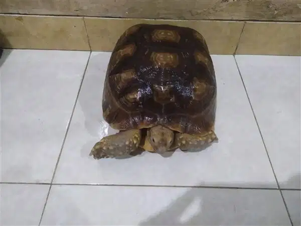 Kura Sulcata - D
