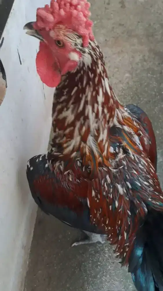 Ayam ketawa jantan jengger unik warna bulu bagus