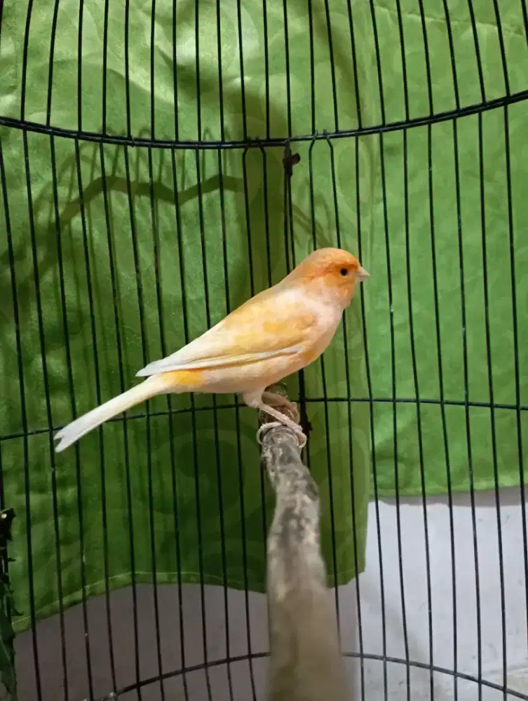 Kenari oren sunkist gacoran
