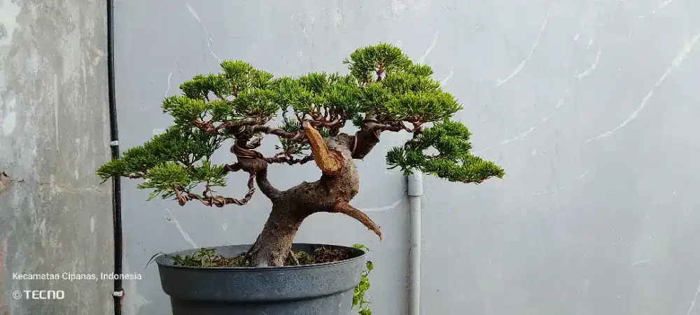 Bonsai Cemara sinensis