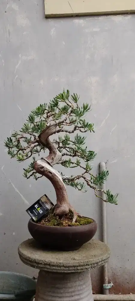 Bonsai Lohansung ice