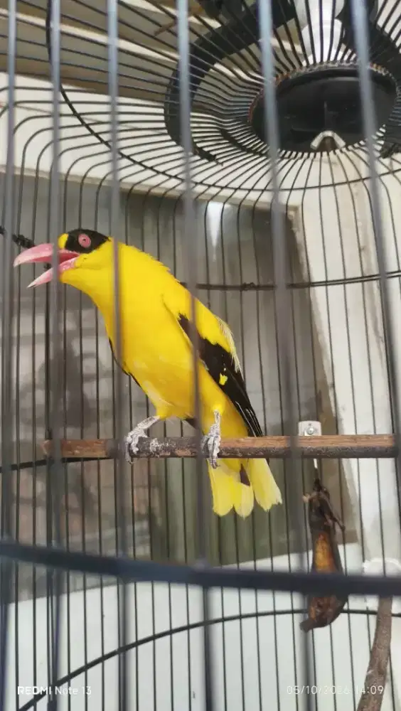burung kepodang sumbawa gacorr dor pagi siang malam joss kaki nyisik