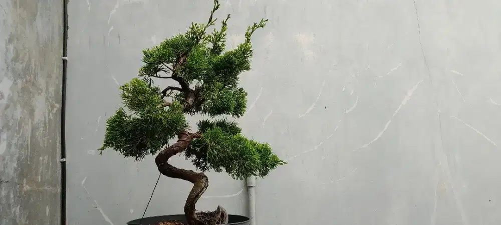 Bonsai Cemara sinensis