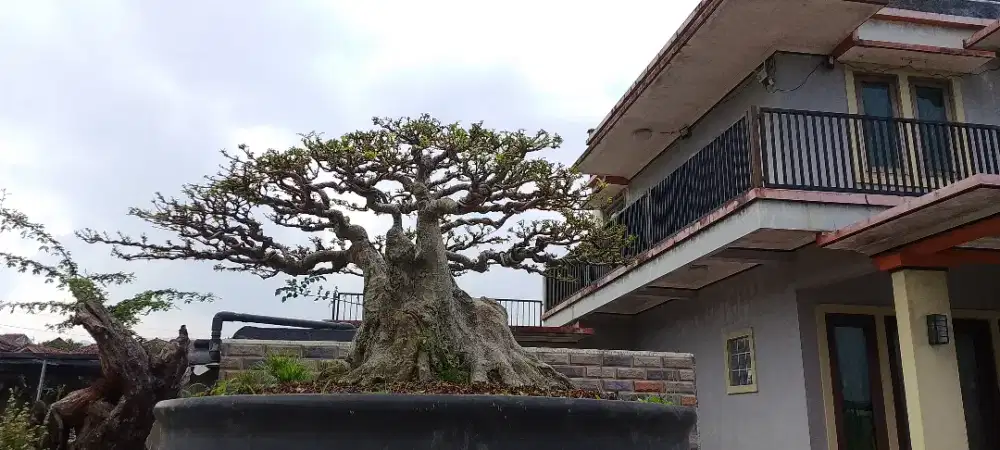 Bonsai tausi atau kalimantan