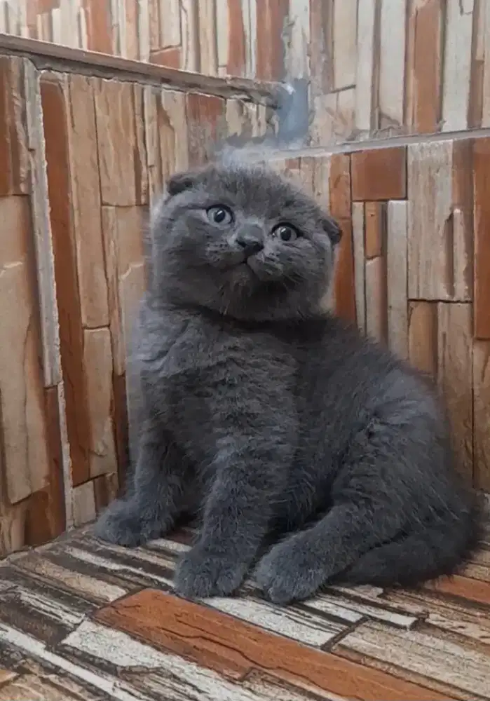 Kitten scottish fold