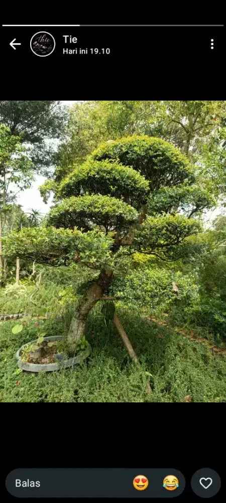 Bonsai ulmus micro