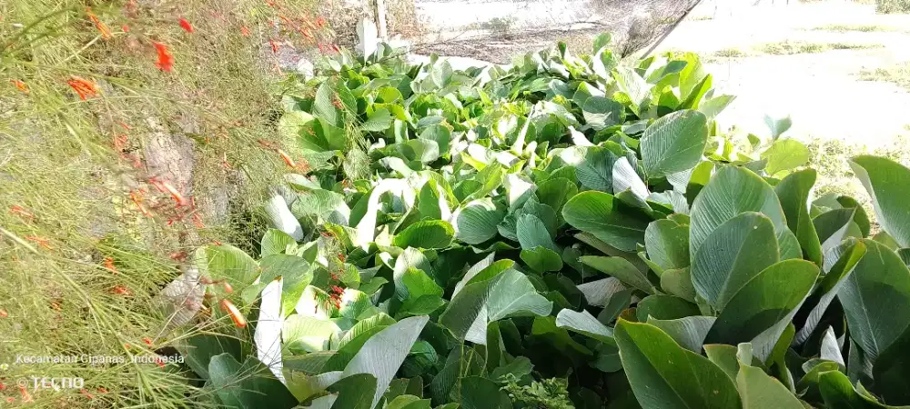 Calathea luthea