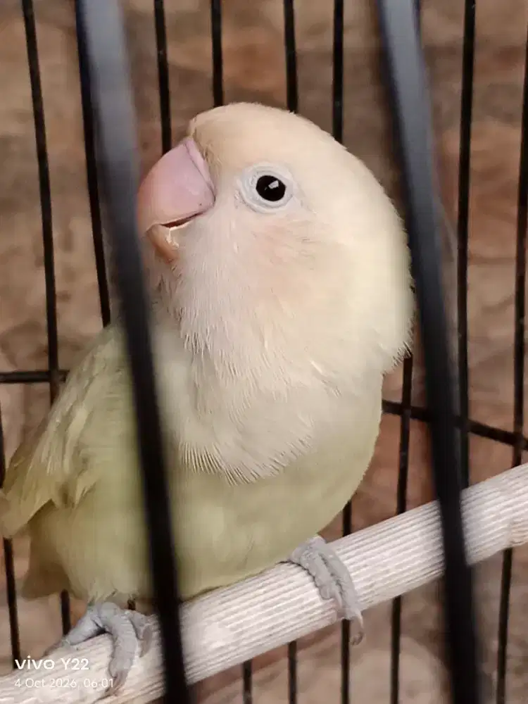 Lovebird biola aqua betina dewasa