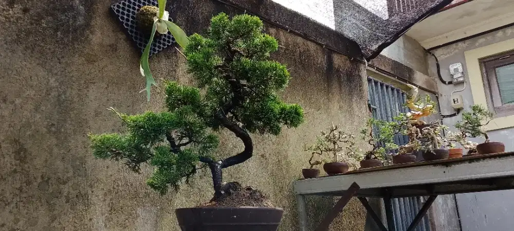 Bonsai Cemara sinensis