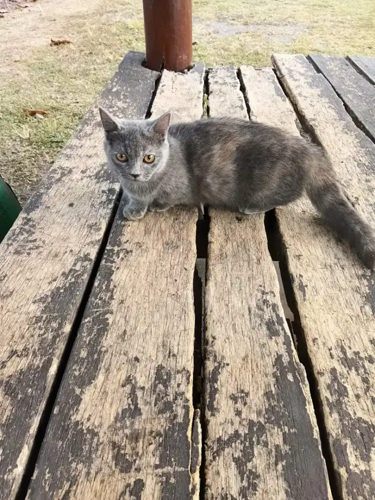 BSH MUNCHKIN MINUET