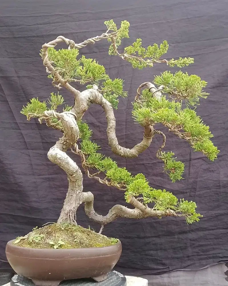 Bonsai Cemara sinensis