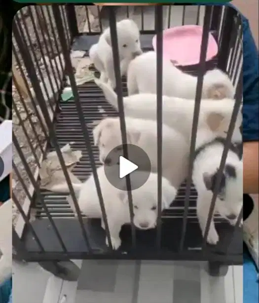 Puppy lucu , sehat