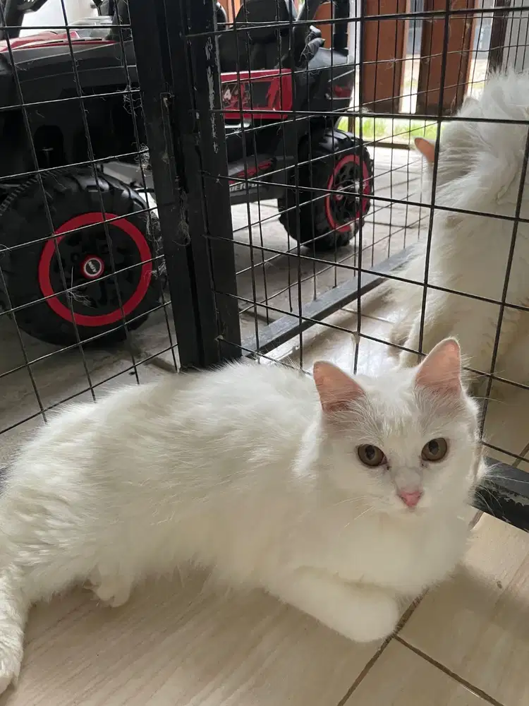 Open Adopsi Kucing Persia Lucu