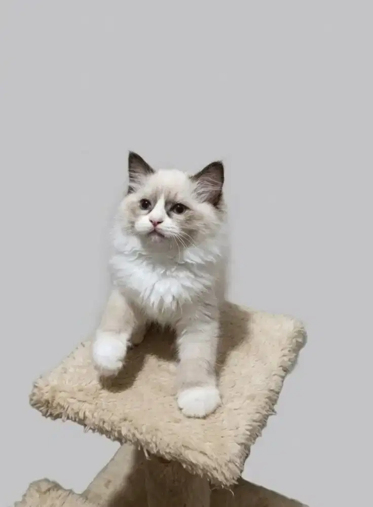 Ragdoll Simetris Jantan dan Betina