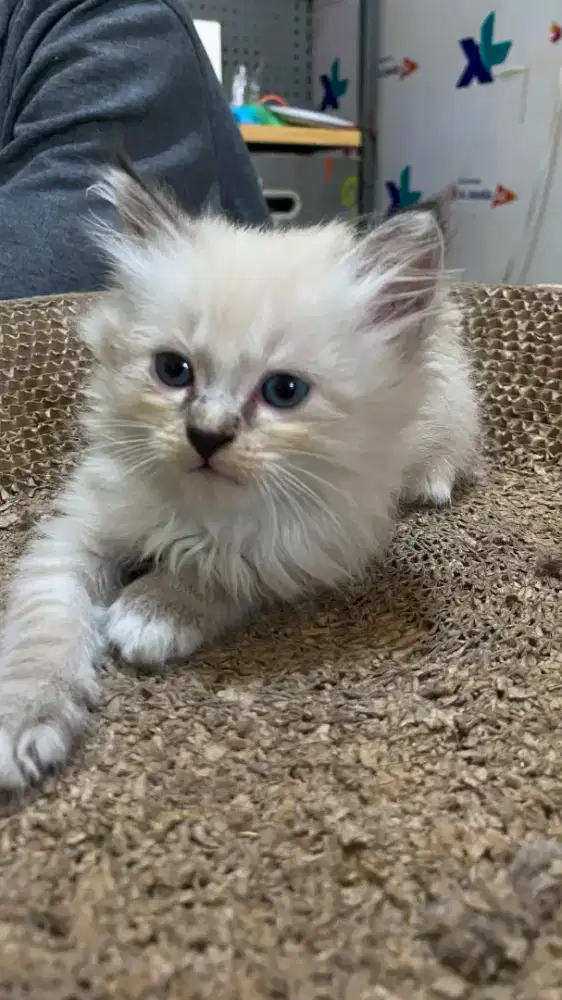 Kucing ras persia mix himalaya,maincoone,british,peaknose,flatnose
