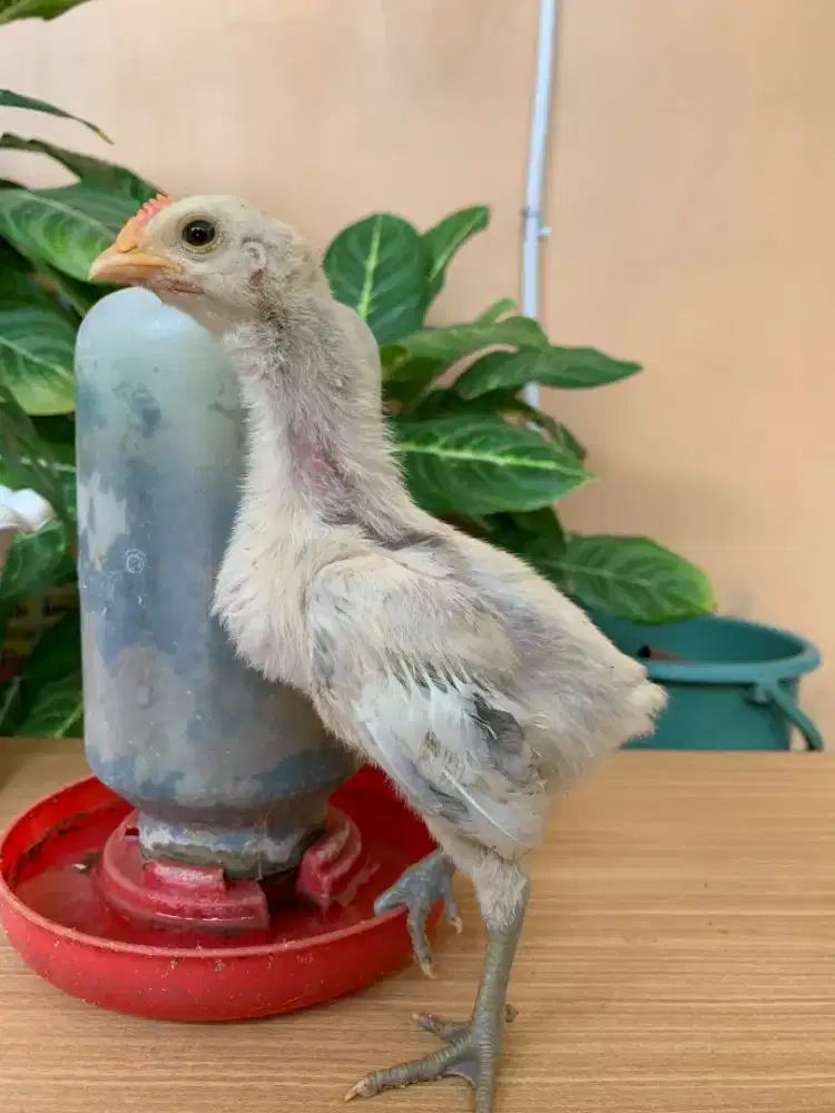 Ayam pelung 3 mingguan