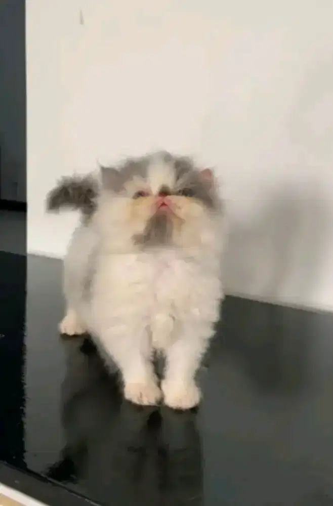 Lepas adopt kitten peaknose